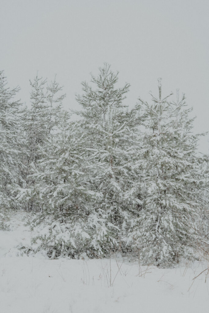 鳥取砂丘の前撮り事例