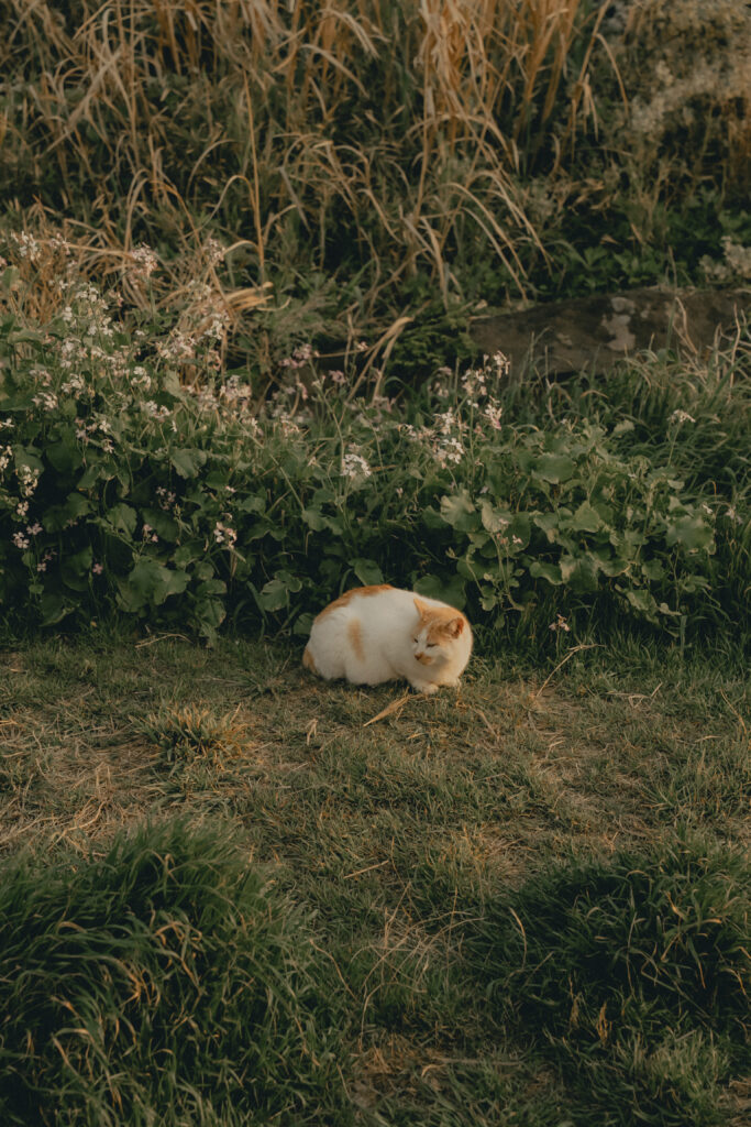 城ヶ島（SOOYE)の前撮り事例