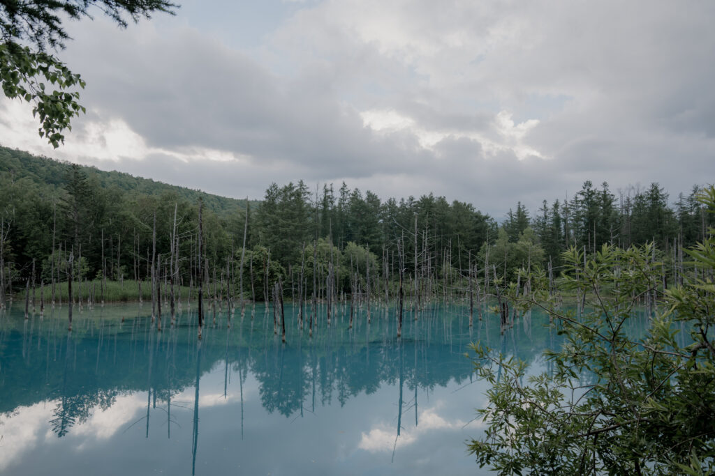 美瑛・富良野の前撮り事例