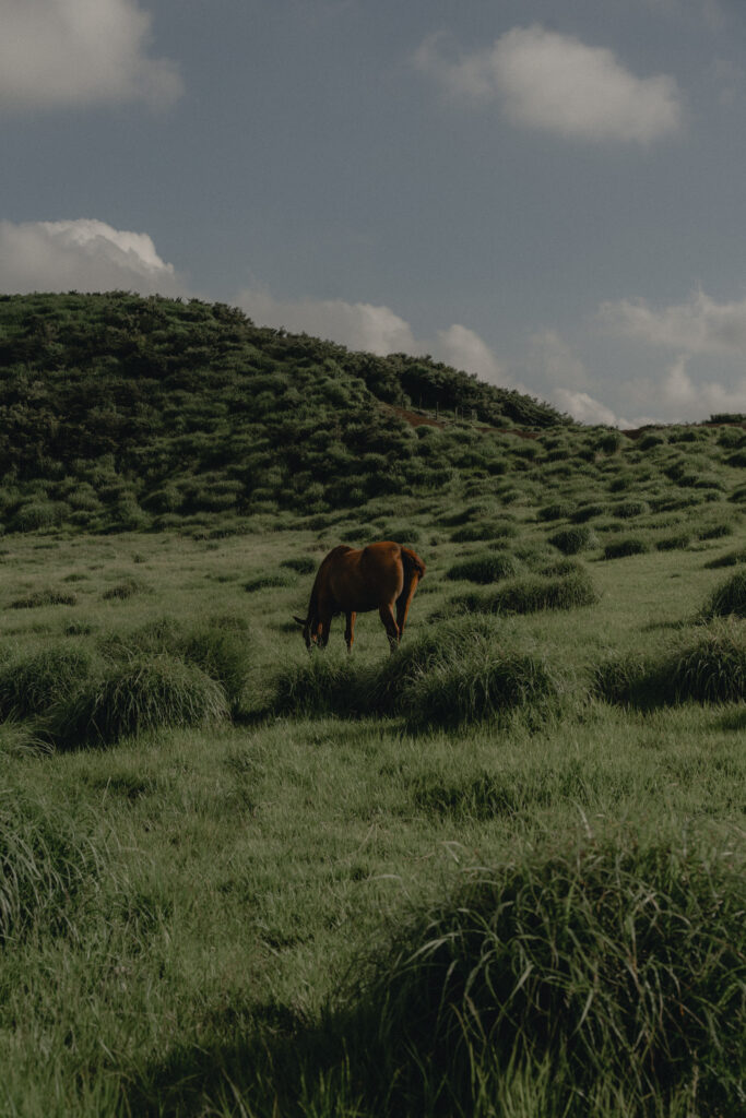 阿蘇（草千里ヶ浜）の前撮り事例