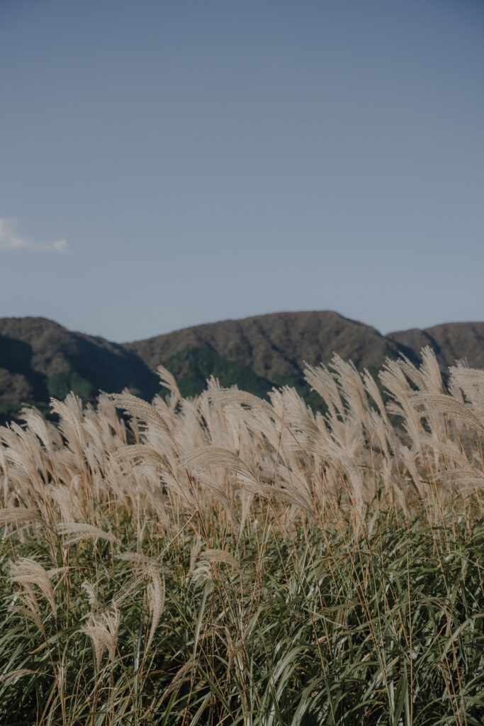 仙石原（箱根）の前撮り事例