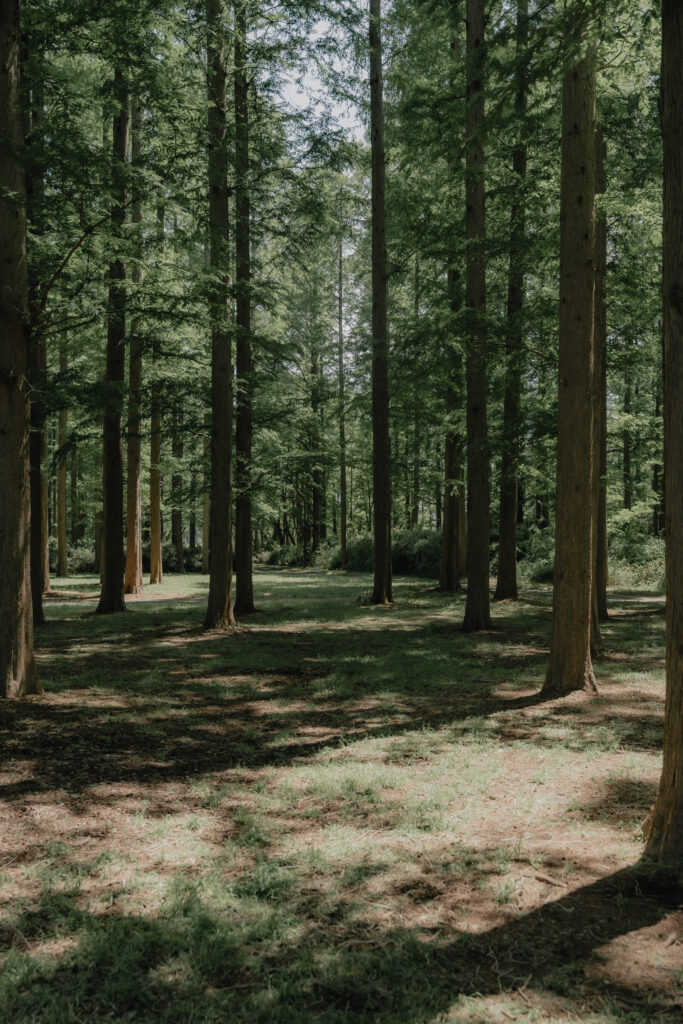 水元公園の前撮り事例