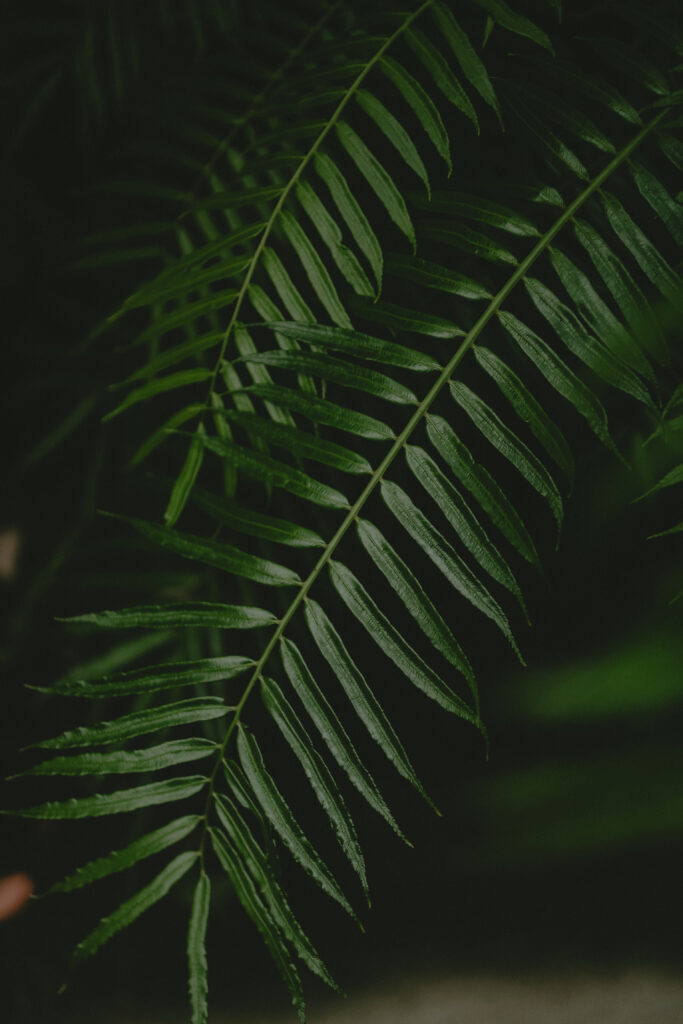 2024年11月 BOTANICAL POOL CLUB の当日フォト撮影事例の撮影事例