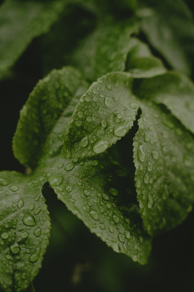 2024年11月 BOTANICAL POOL CLUB の当日フォト撮影事例の撮影事例