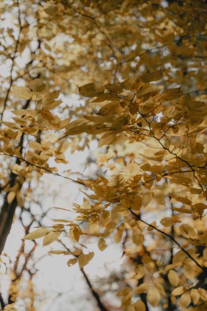 日光大使館別荘記念公園の前撮り事例