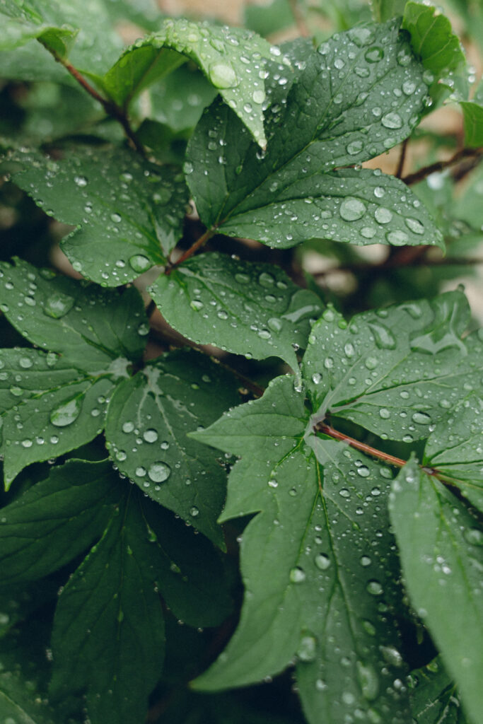 2025年5月 甘粕屋敷 鎌倉 の当日フォト撮影事例の撮影事例