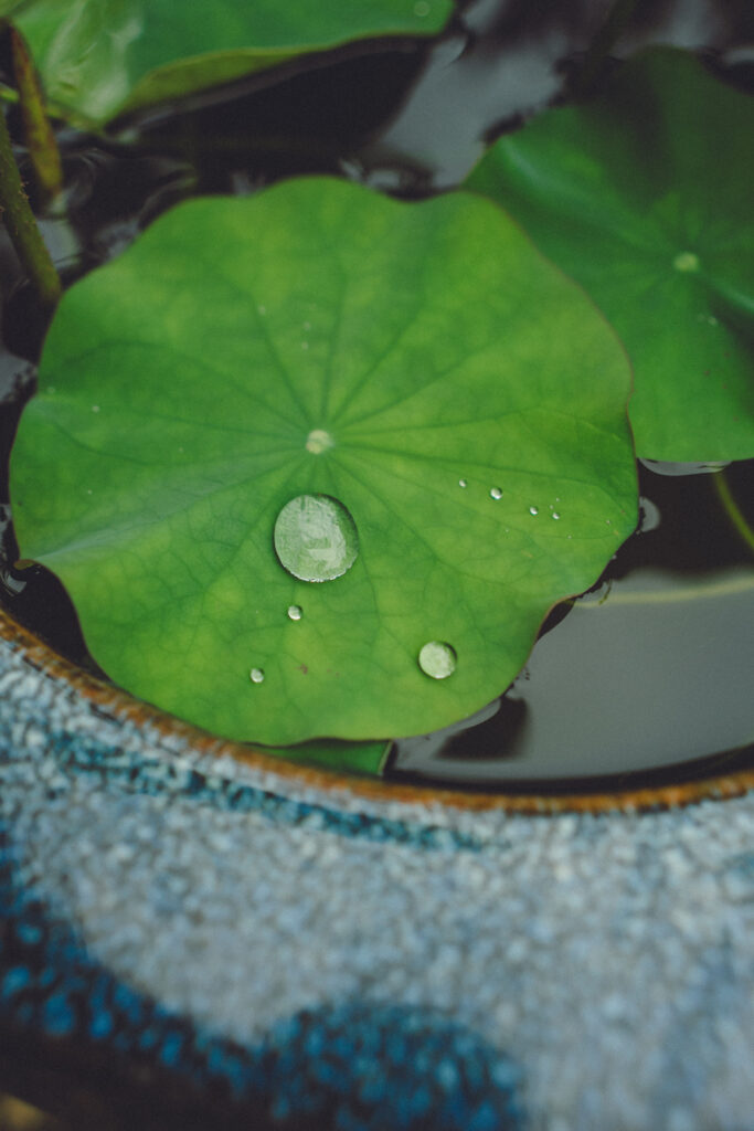 2025年5月 甘粕屋敷 鎌倉 の当日フォト撮影事例の撮影事例