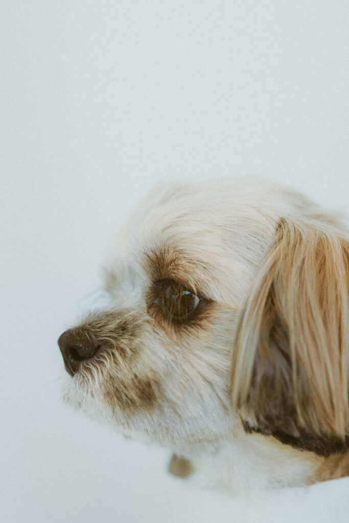 【フィルムレタッチ】2025年8月 The Sorakuenの当日フォト撮影事例の撮影事例