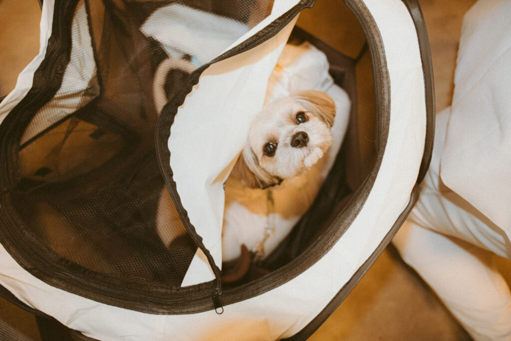 【フィルムレタッチ】2025年8月 The Sorakuenの当日フォト撮影事例の撮影事例