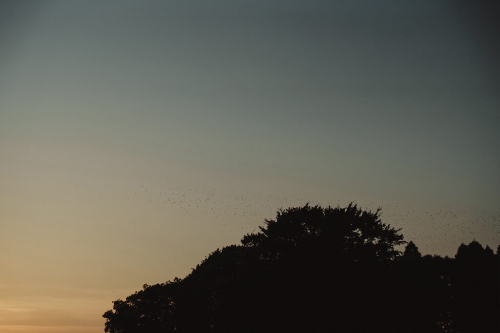 昭和の森公園の前撮り事例