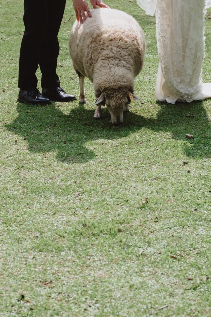 六甲山牧場（nn)の前撮り事例