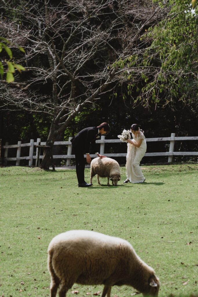 六甲山牧場（nn)の前撮り事例
