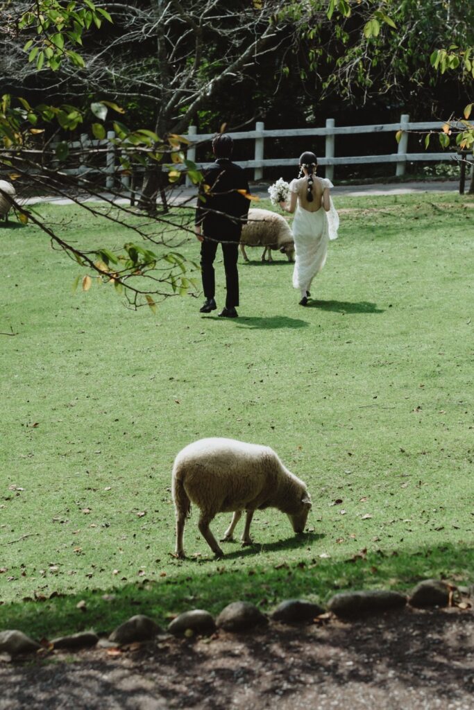 六甲山牧場（nn)の前撮り事例