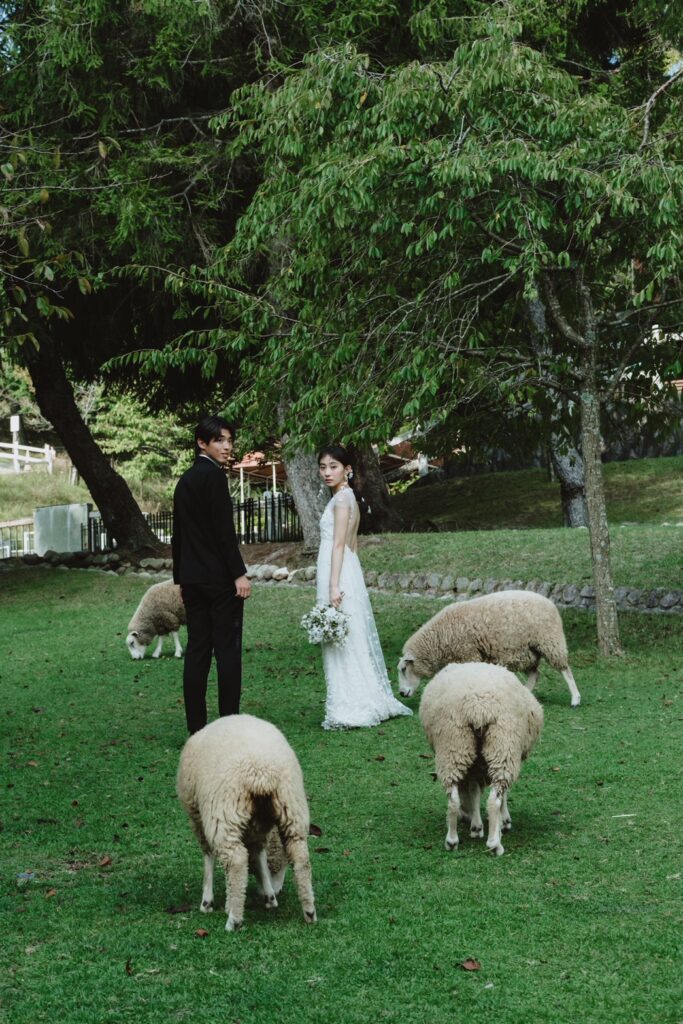 六甲山牧場（nn)の前撮り事例