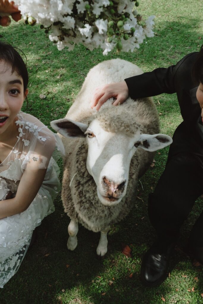 六甲山牧場（nn)の前撮り事例