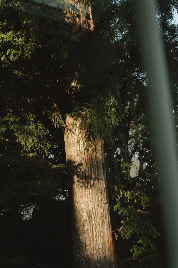 六甲山牧場（nn)の前撮り事例