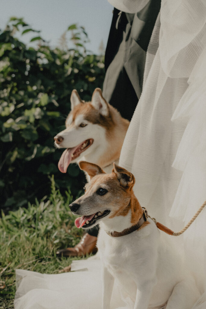 秋吉台の前撮り事例