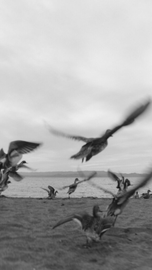 志田浜（BAOI）の前撮り事例