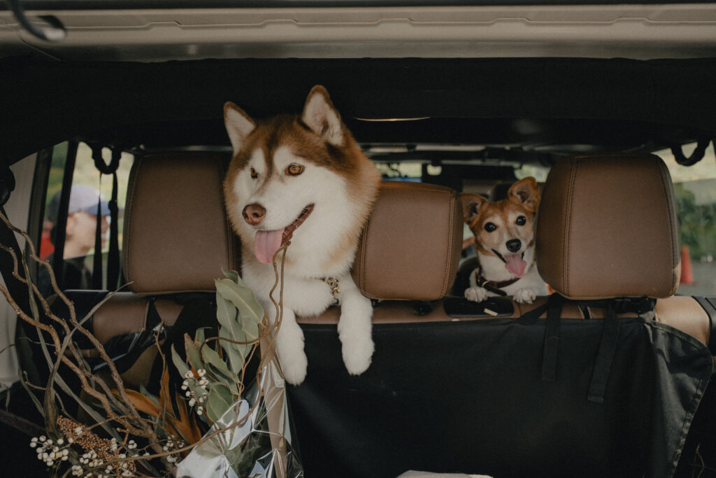 秋吉台の前撮り事例