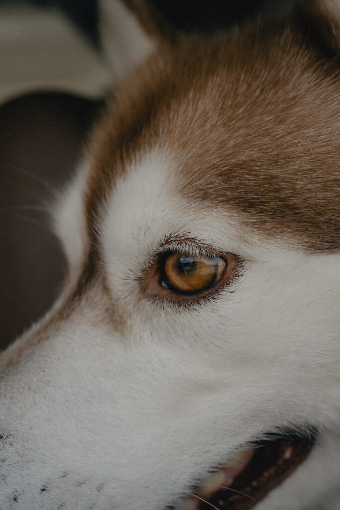 秋吉台の前撮り事例