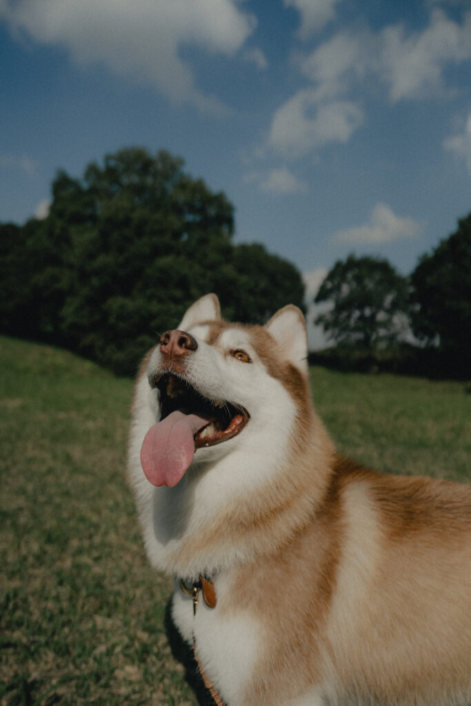 秋吉台の前撮り事例